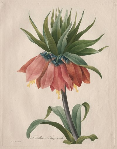 Crown Imperial Fritillary, 1827. alkotó: Pierre Joseph Redouté