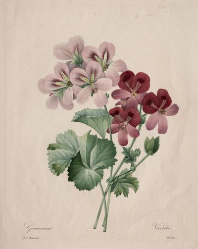 Muskátli, 1827. alkotó: Pierre Joseph Redouté