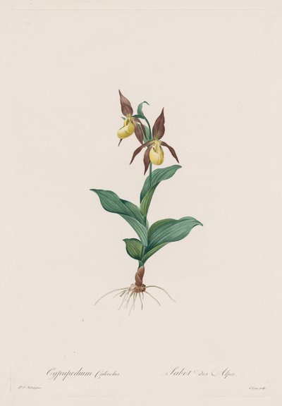 Les Liliacées: Cypripedium cipő, 1802-1816. alkotó: Pierre Joseph Redouté
