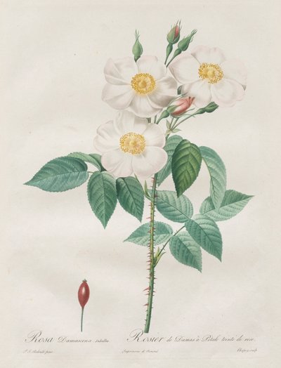 Les Roses: Rosa Damascena, subalba, 1817-1824. alkotó: Pierre Joseph Redouté