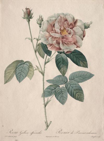 Les Roses: Rosa Gallica, 1817-1824. alkotó: Pierre Joseph Redouté