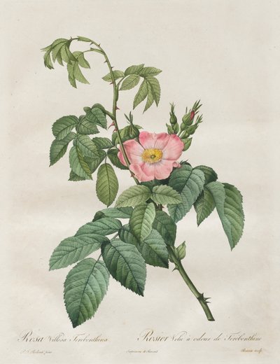 A rózsák: Rosa Villosa Terebenthina, 1817-1824. alkotó: Pierre Joseph Redouté