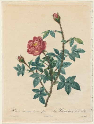 Moharózsa, 1817-1824. alkotó: Pierre Joseph Redouté