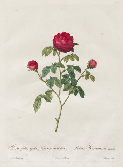 Provence vagy francia rózsa, 1817-1824. alkotó: Pierre Joseph Redouté
