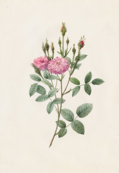 Rosa Pomponiana Muscosa, 1817-1824. alkotó: Pierre Joseph Redouté
