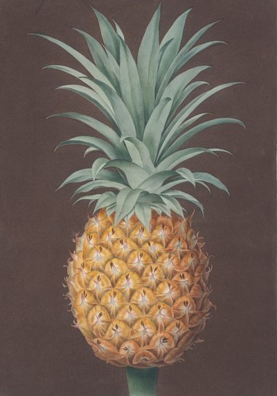 A sima levelű zöld antigua fenyő, 1807. alkotó: Henri Merke