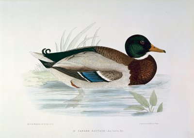 H. Blanchere tőkés kacsa tányér ábrázolása alkotó: Henri de la Blanchere