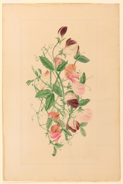 Rajz, édes borsó, 1875 alkotó: Henrietta Benson Homer
