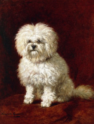 Egy uszkár, alkotó: Henriëtte Ronner Knip