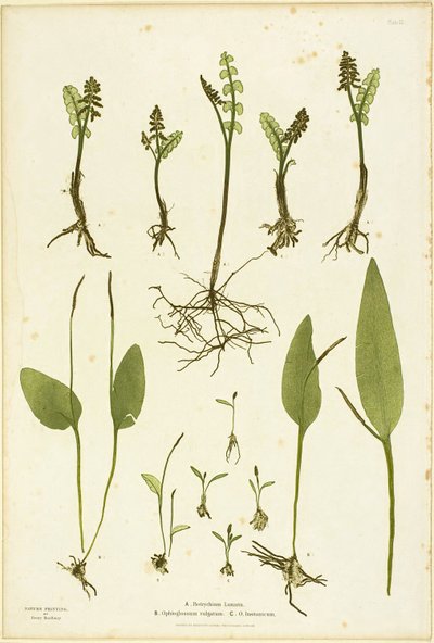 A Holdfű és a Páfránynyelv páfrányok természetrajza, 51. tábla a The Ferns of Great Britain and Ireland (Nagy-Britannia és Írország páfrányai) című kötetből. alkotó: Henry Bradbury