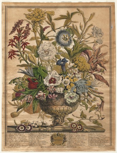 A virágok tizenkét hónapja: 1730. szeptember. alkotó: Henry Fletcher