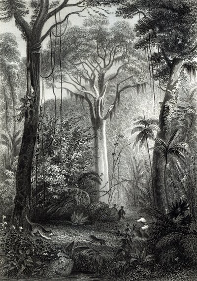 Jelenet egy brazil erdőben J. Bishop metszetével alkotó: Henry George Hine