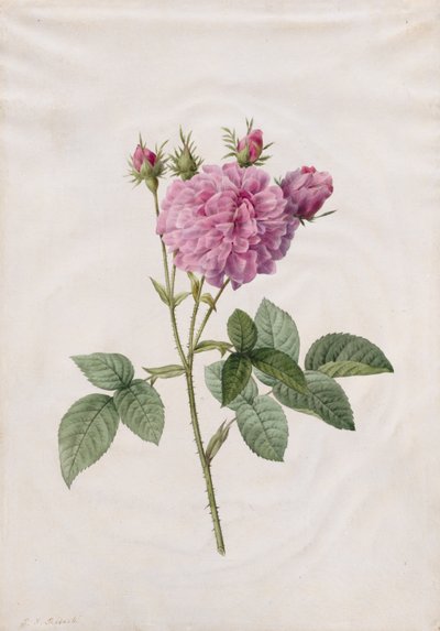 Agatha Rose (Rosa Gallica Agatha) alkotó: Henry Joseph Redouté