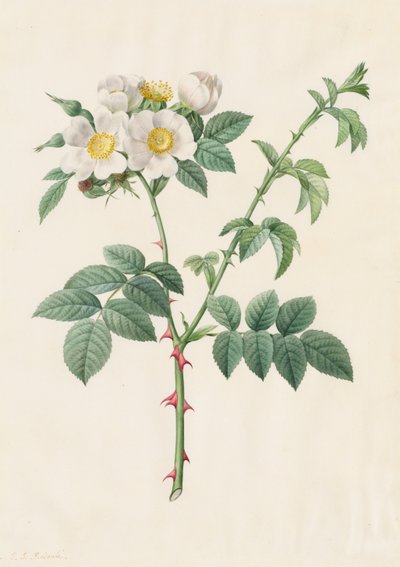Brier Bush Rose vagy Dog Rose (Rosa Leucantha) alkotó: Henry Joseph Redouté