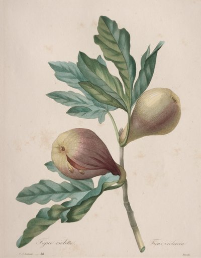 A legszebb virágok választéka...a legszebb gyümölcsök: Violet Fig alkotó: Henry Joseph Redouté