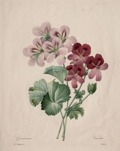 Muskátli alkotó: Henry Joseph Redouté