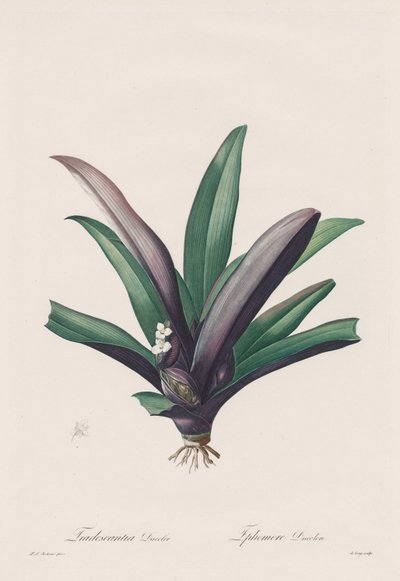 Les Liliacées: Tradescantia discolor alkotó: Henry Joseph Redouté