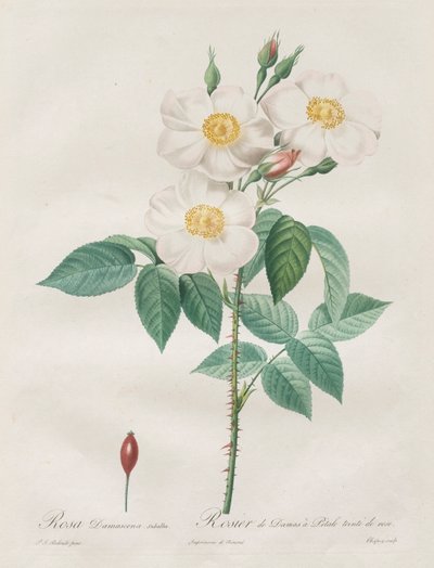 A rózsák: Rosa Damascena, subalba alkotó: Henry Joseph Redouté