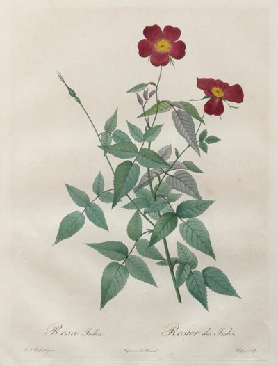 A rózsák: Rosa indica alkotó: Henry Joseph Redouté