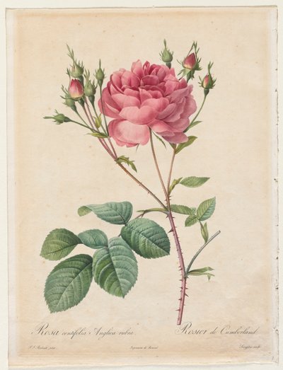 Rosa Centifolia Anglica Rubra alkotó: Henry Joseph Redouté