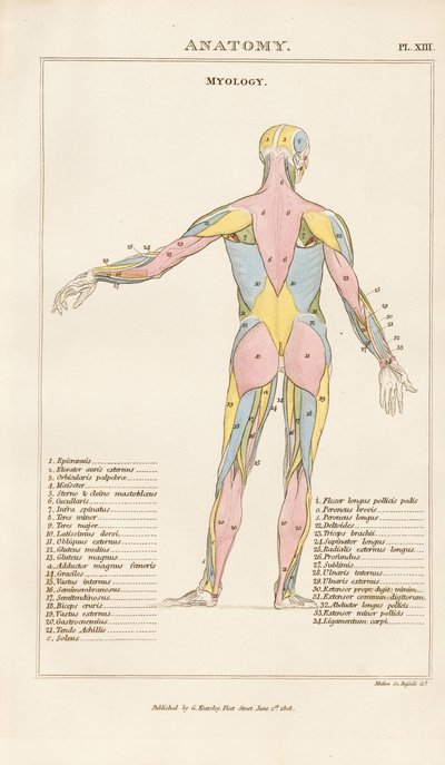 Az emberi test izomzata - Hátsó nézet alkotó: Henry Mutlow