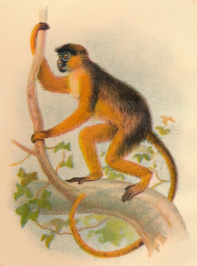 Guereza-öböl, 1897 alkotó: Henry Ogg Forbes
