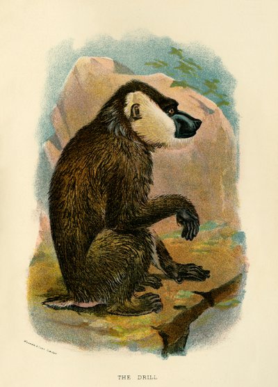 A fúró, 1896 alkotó: Henry Ogg Forbes