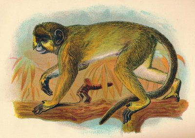 A Talapoin, 1897 alkotó: Henry Ogg Forbes