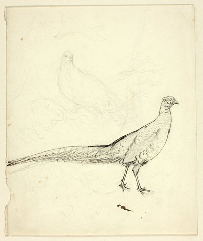 Két vázlat fácánról (recto); vázlat fácánokról és női aktról (verso) alkotó: Henry Stacy Marks