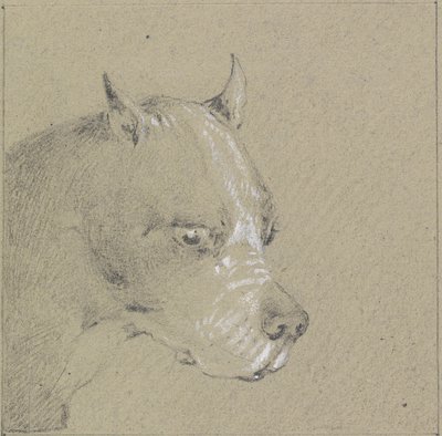 Boxerkutya feje és válla (papíron fehér grafittal kiemelve) alkotó: Henry Thomas Alken