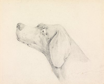 Egy pointer feje, balra néző profilban alkotó: Henry Thomas Alken