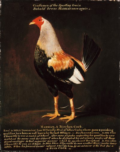 Őrült, nyírfa kakas (olaj, vászon) alkotó: Henry Thomas Alken