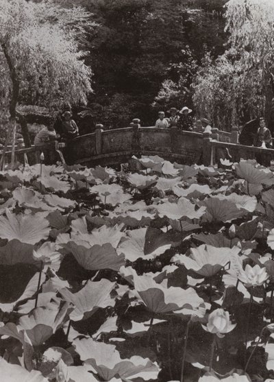 A Lotus-Pond (f/w fotó) alkotó: Herbert Ponting