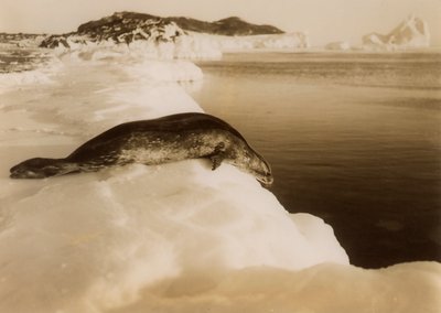 Egy búvárfóka a West Beachen, Cape Evansben, Antarktiszon, 1911. alkotó: Herbert Ponting