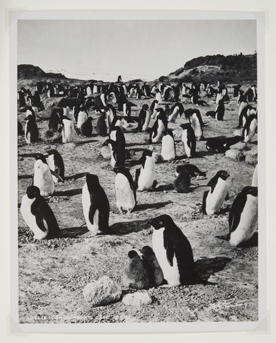 Adelie Penguins a Cape Roydsban (bromid minta) alkotó: Herbert Ponting