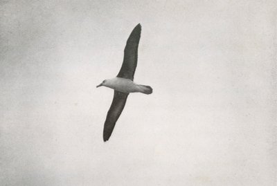 Albatrosz szárnyalás, c19101913, 1913 alkotó: Herbert Ponting