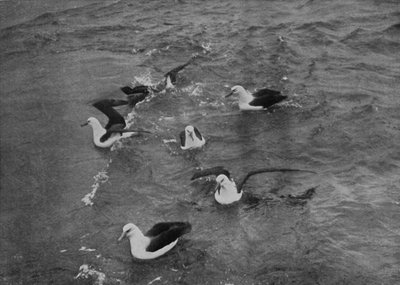 A Terra Nova nyomán táplálkozó albatroszok, c19101913, 1913 alkotó: Herbert Ponting