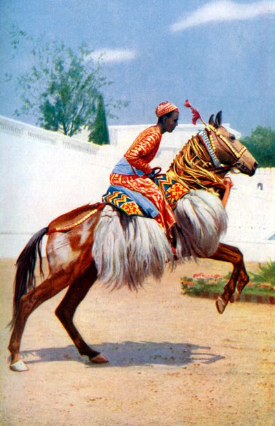 Egy arab táncoló ló, Udaipur, India, 1922. alkotó: Herbert Ponting