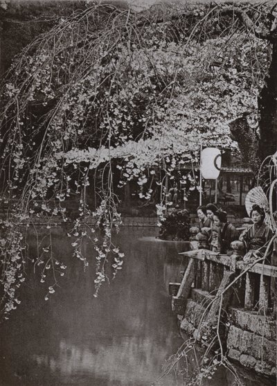 Cseresznyevirágzás ideje Japánban (f/w fotó) alkotó: Herbert Ponting