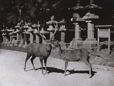 Szarvas, egy tanulmány Narában (f/w fotó) alkotó: Herbert Ponting