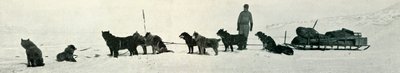 Kutyák boltokkal, hamarosan elhagyják a Hut Pointot, c1911, 1913 alkotó: Herbert Ponting