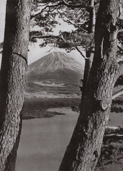 Fuji és a fenyőfák (f/w fotó) alkotó: Herbert Ponting