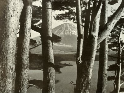 Fuji és a fenyőfák, 1910. alkotó: Herbert Ponting
