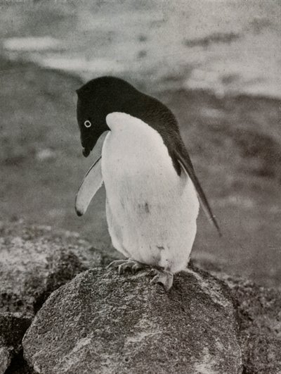 Nem érdekel, mi lesz velem, c19101913, 1913 alkotó: Herbert Ponting