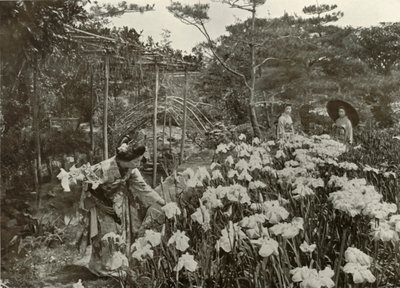 Egy írisz kertben, 1910. alkotó: Herbert Ponting