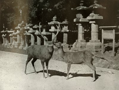 Kedvesem! Egy tanulmány Narában, 1910. alkotó: Herbert Ponting
