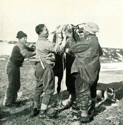 Pony Takes Whisky, 1911. február 8., 1913 alkotó: Herbert Ponting