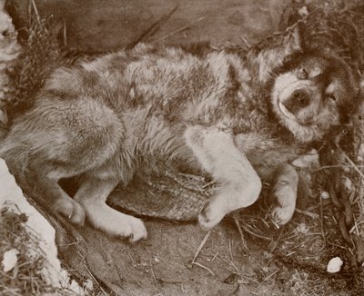 Stareek Malingering, c19101913, 1913 alkotó: Herbert Ponting