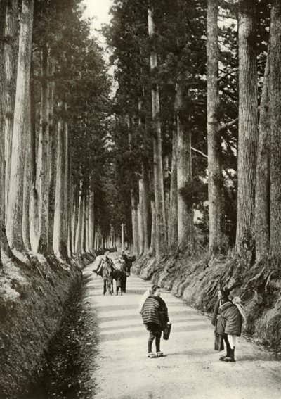 The Cryptomerias at Nikko, 1910. alkotó: Herbert Ponting