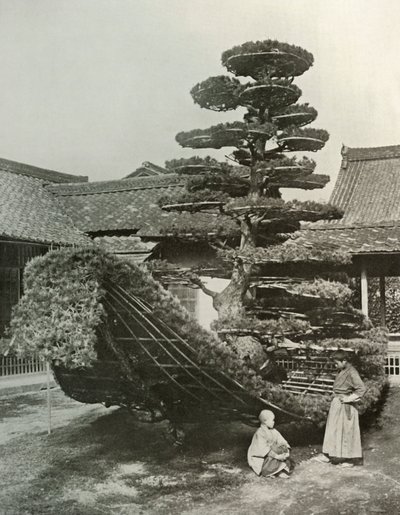 A fenyőfaszemét Kinkakujiban, 1910. alkotó: Herbert Ponting